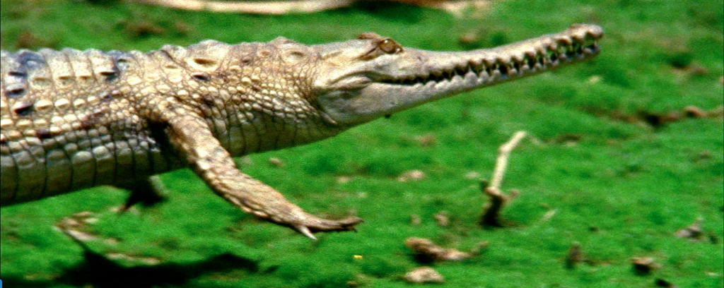 Nat Geo nimia Crocodile Stock Video