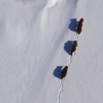 Brain farm Aerial Grizzly Bear Footage