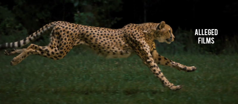 Alleged Films Cheetah